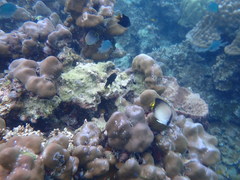 Chaetodon decussatus