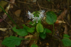 Ainsliaea macroclinidioides