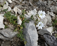 Cerastium carinthiacum