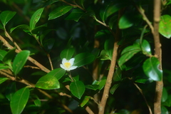 Camellia brevistyla