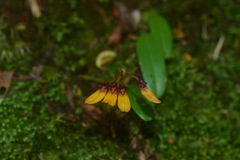 Bulbophyllum retusiusculum