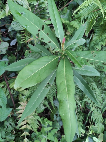 Machilus nanmu (Machilus nanmu)