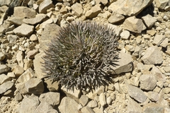Lignocarpa carnosula