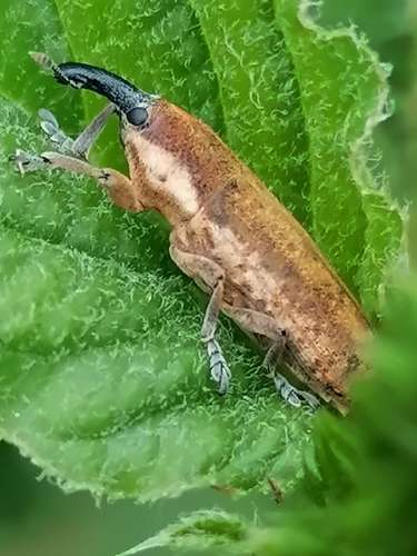 Lixus subtilis