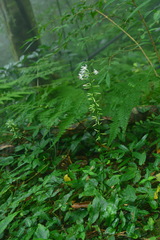 Ainsliaea macroclinidioides