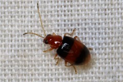 Monolepta melanogaster