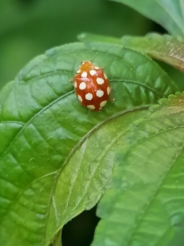 12-spot ladybird