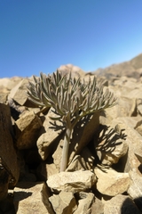 Lignocarpa carnosula