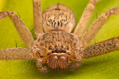 Polybetes rapidus