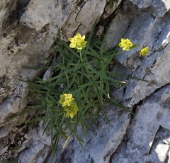 Bupleurum petraeum