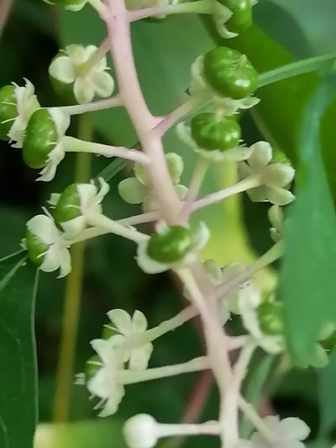 American pokeweed