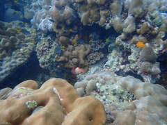 Neopomacentrus sororius