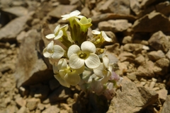 Notothlaspi rosulatum