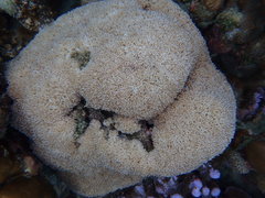 Physogyra lichtensteini