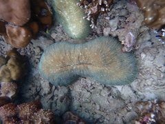 Ctenactis echinata