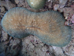 Ctenactis echinata
