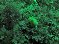 Doriopsilla areolata