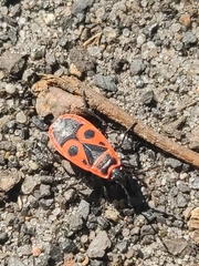 Pyrrhocoris apterus