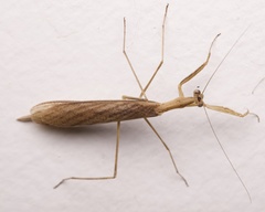 Eumusonia
