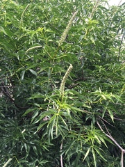 Aesculus californica
