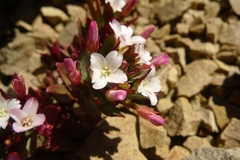 Epilobium pycnostachyum