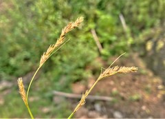 Carex bolanderi