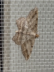 Macaria multilineata