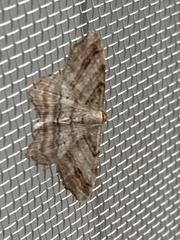 Macaria multilineata