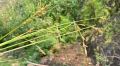 Carex bolanderi