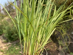 Carex bolanderi