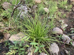 Carex bolanderi