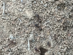 Solenopsis saevissima