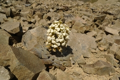 Notothlaspi rosulatum