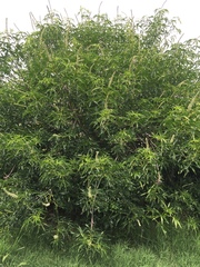 Aesculus californica