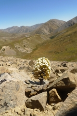 Notothlaspi rosulatum