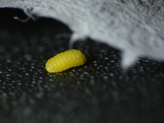 Smicronyx sculpticollis