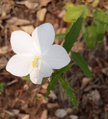 Hibiscus hirtus