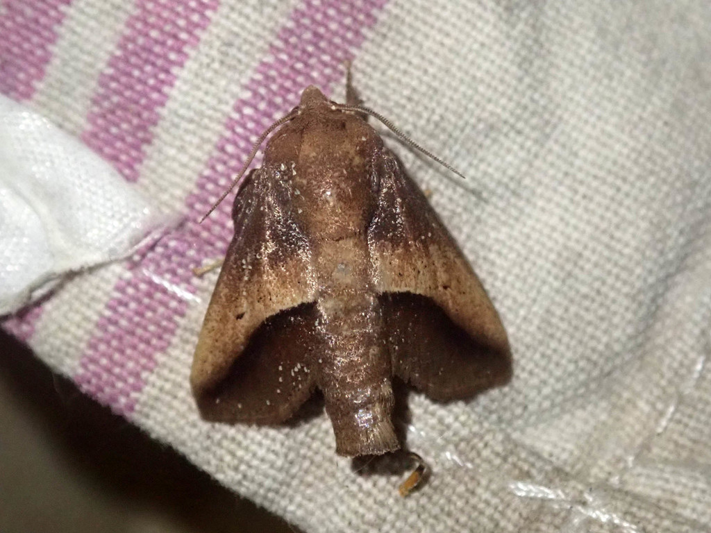 Thosea vetusinua (Thosea vetusinua) — Biodiversitas Nusantara ...
