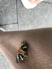 Euplagia quadripunctaria