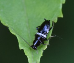 Planuncus tingitanus