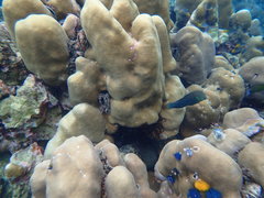 Halichoeres marginatus