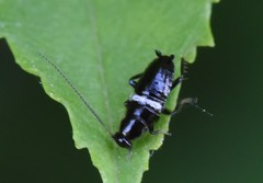Planuncus tingitanus
