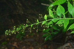 Isodon amethystoides