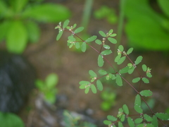 Euphorbia erythroclada