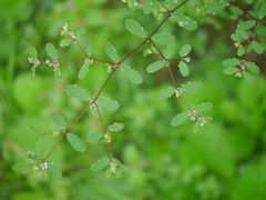 Euphorbia erythroclada