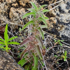 Andrographis echioides