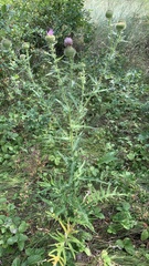 Cirsium ciliatum
