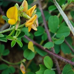 Rothia indica