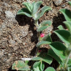Indigofera cordifolia