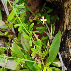 Cleome aspera